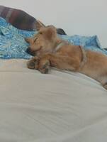 Min hund 