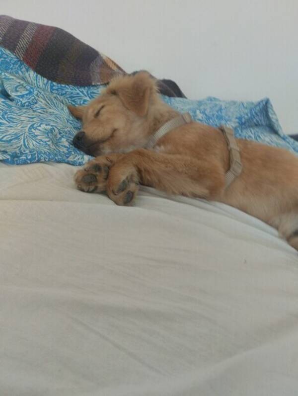 Hund - Min hund 