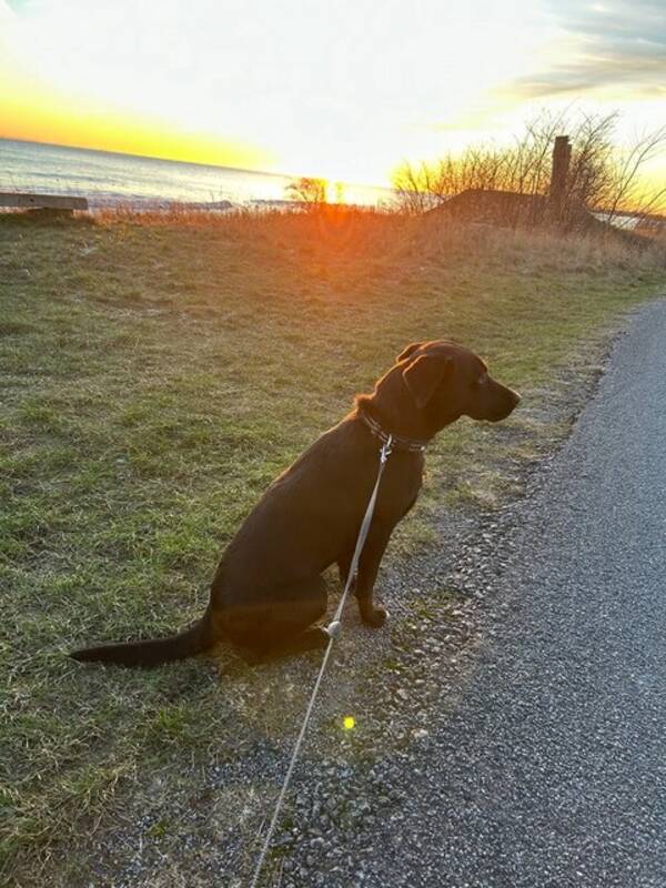 Hund - Bordercollie o labrador