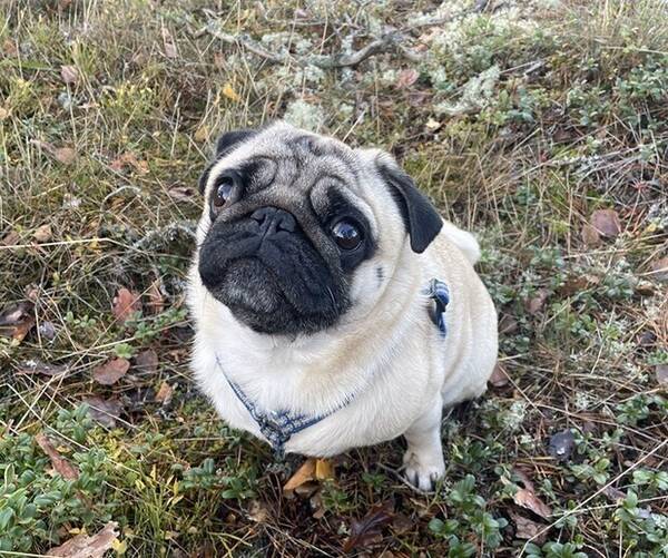 Hund - Mopsen Otto
