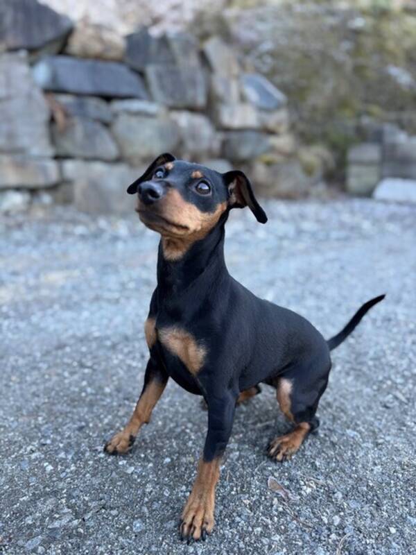 Hund - Dvergpincher, (Lille) My