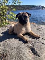 Mopsen Molle Mopsen Molle