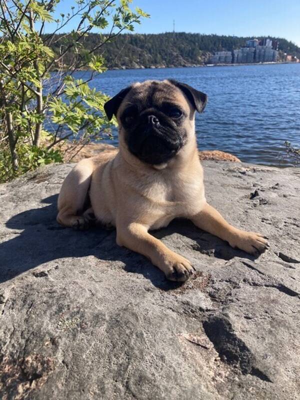 Hund - Mopsen Molle 