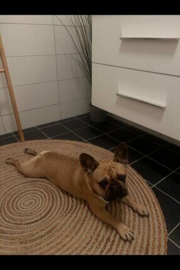 Hund - French bulldog  Hund - French bulldog
