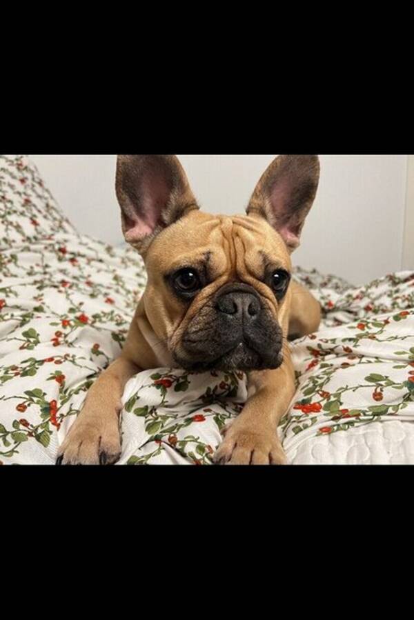 Hund - French bulldog  Hund - French bulldog