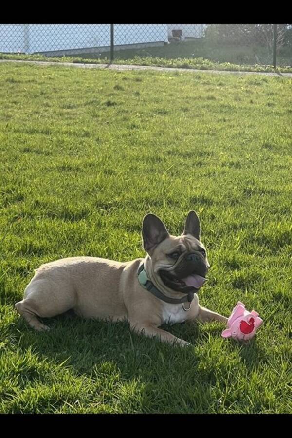 Hund - French bulldog  Hund - French bulldog