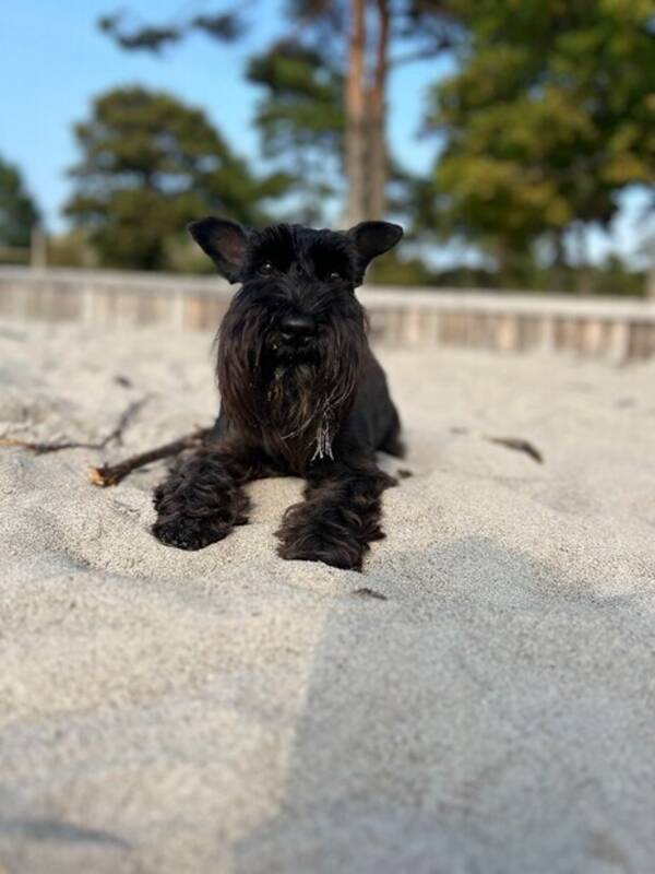 Hund - Mini sznaucer Arni Hund - Mini sznaucer Arni