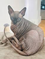 Katten Luna 