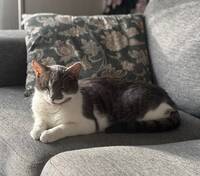 Katten Robin