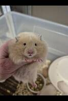 Hamster