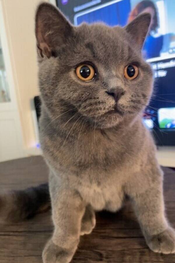 Katt - Katten Laszlo