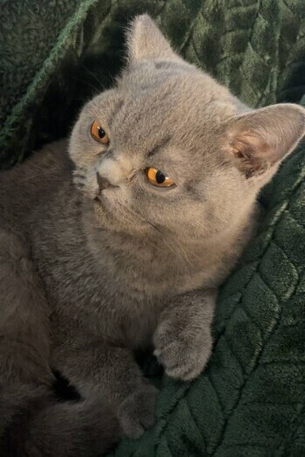 Katt - Katten Evvie
