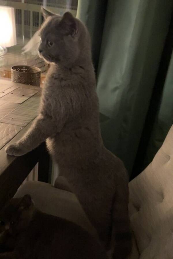 Katt - Katten Laszlo
