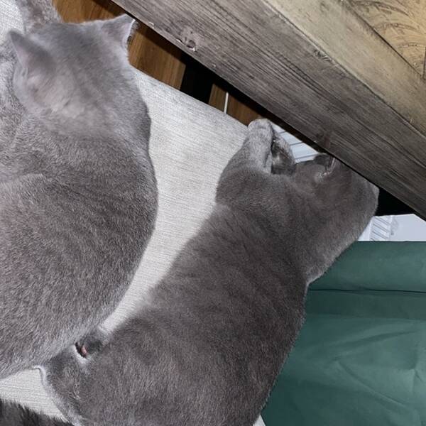 Katt - Katten Evvie