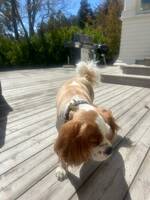 Kavalier kung Charles spaniel 