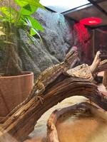 Ödlan Dexter Ödlan Dexter