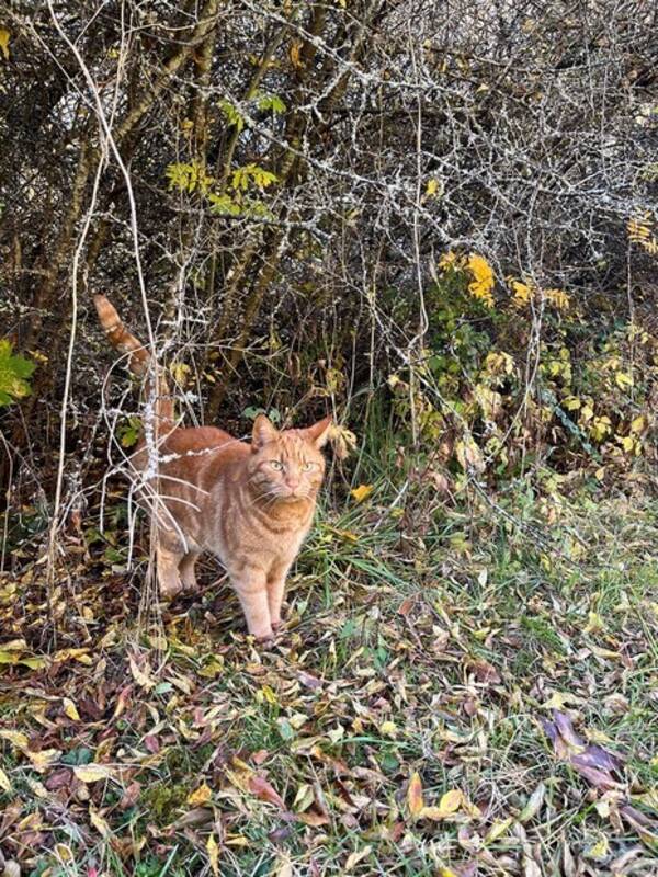 Katt - Katten Casper