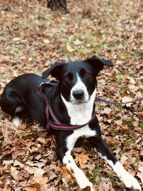 Hund - Bordercollie blandningen Kayla