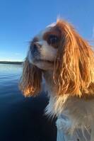 Cavalier King Charles Spanieln Ines