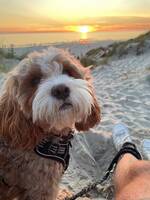  Cavapoo - Ritta