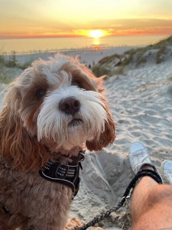 Hund -  Cavapoo - Ritta