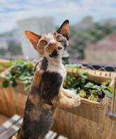 Devon Rex Kerstin 