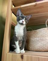 Devon Rex Melker Devon Rex Melker