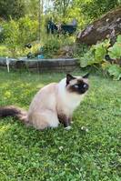 Katt Helig birma Zapdos
