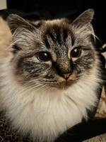 Katt Helig birma Lapras Katt Helig birma Lapras