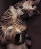 Katt