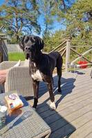 Grandis Olle Grandis Olle