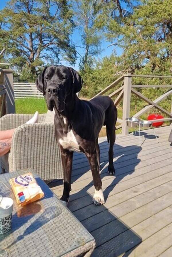Hund - Grandis Olle