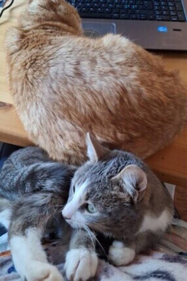 Katt - Rda katten Olof