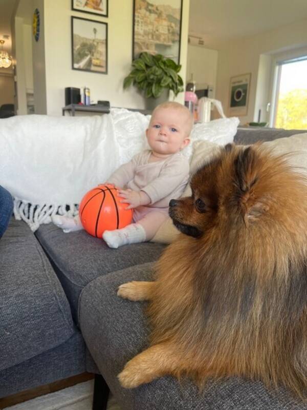 Hund - Pomeranian Charlie 
