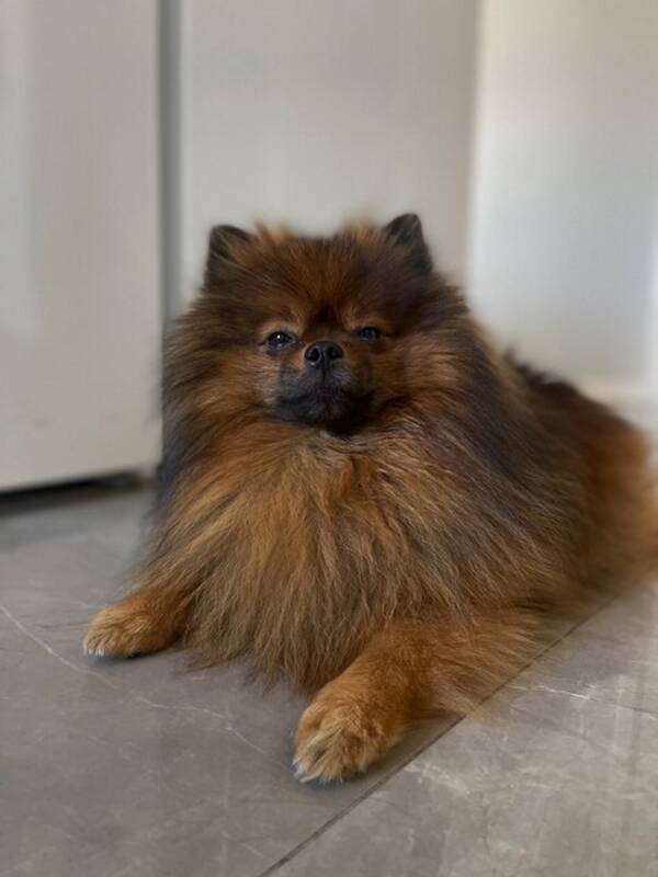 Hund - Pomeranian Charlie 