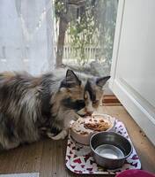 Zelda född 2022 Zelda född 2022