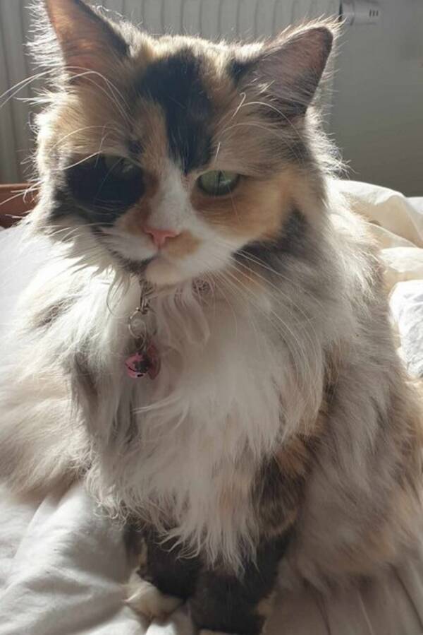 Katt - Zelda fdd 2022