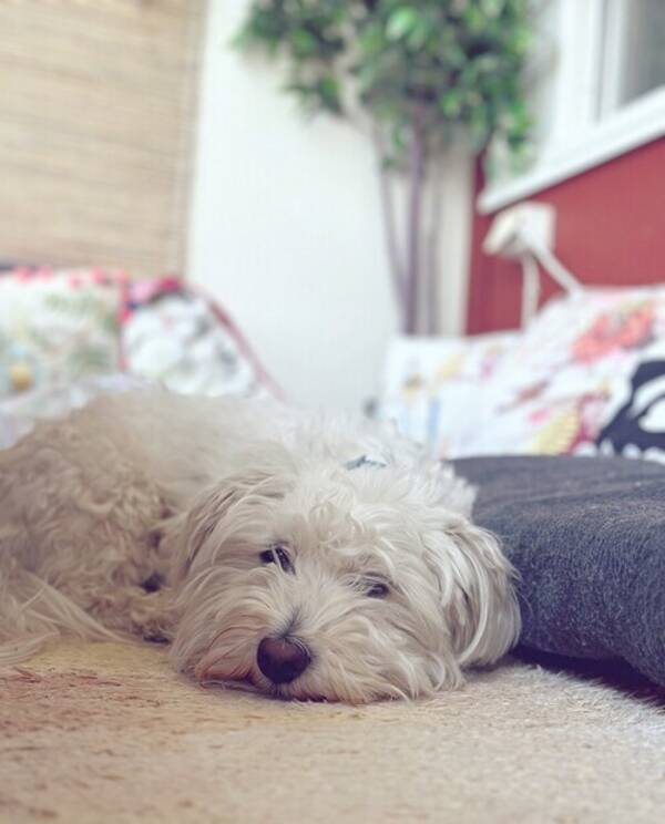 Hund - maltichon