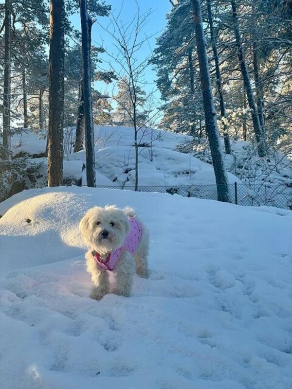 Hund - maltichon