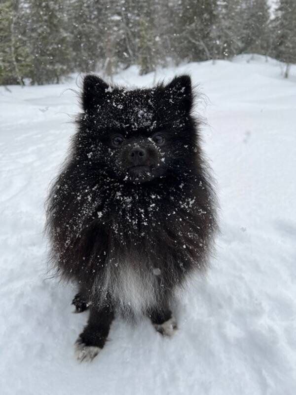 Hund - Louie, pomeranian Hund - Louie, pomeranian