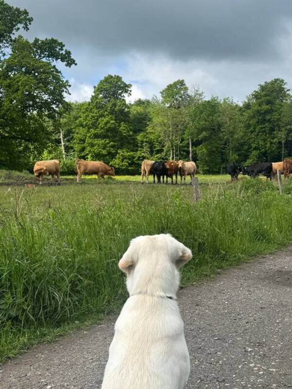 Hund - Labradoren Mika. 1 år är hon. 