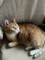 En katt som heter Muffin