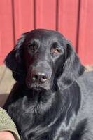 Hund Hedda