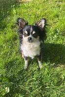 Chihuahua 