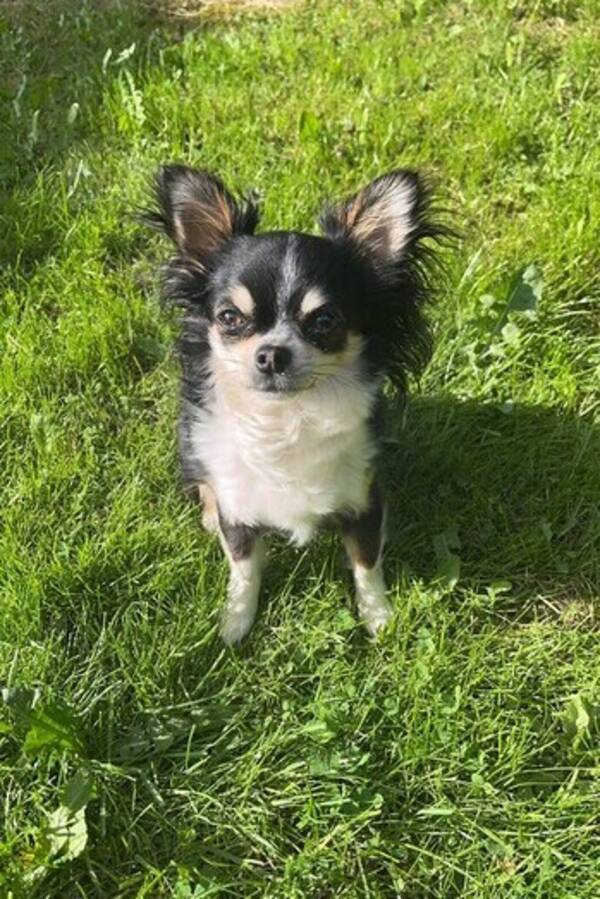 Hund - Chihuahua  Hund - Chihuahua