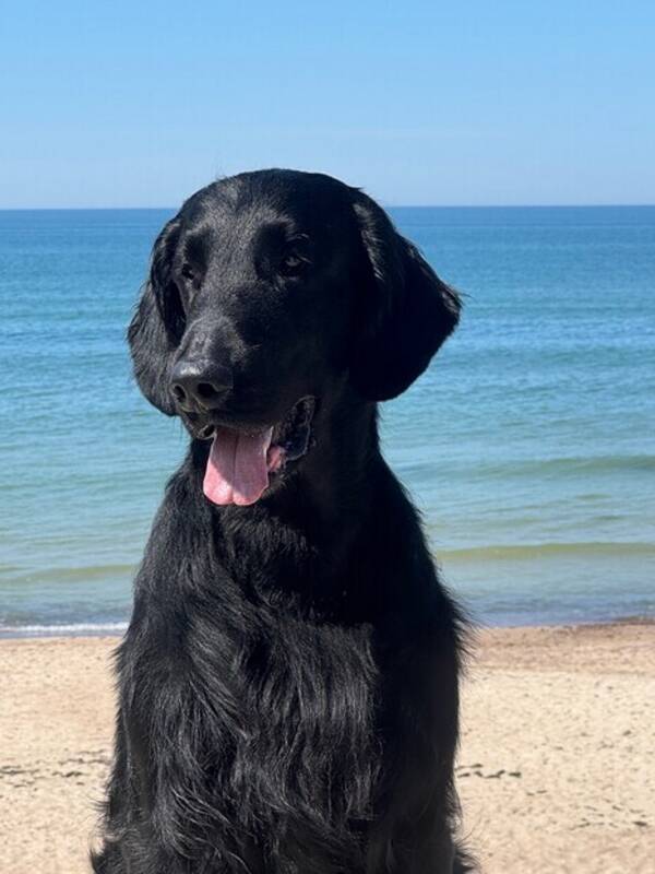 Hund - Flatten Bastian 