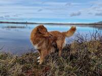 Toller Bella