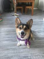 Corgi Corgi