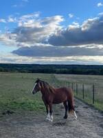 Editions Miss Lucy, Welsh Cob