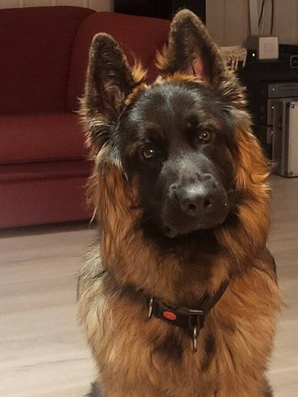 Hund - Schfervalp ppi